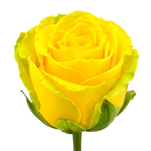 Пенни лейн